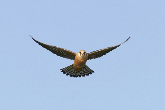 21 mei 2008
