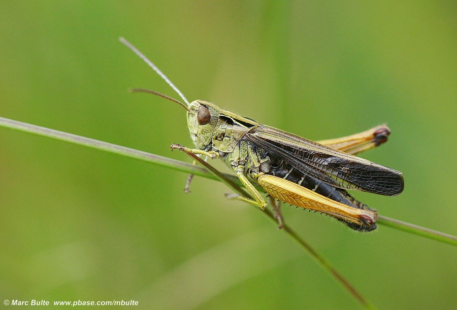 Wekkertje (Omocestus viridulus)