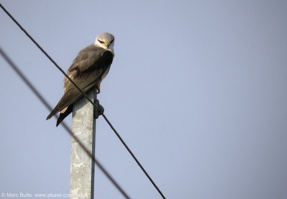 Grijze Wouw (Elanus caeruleus)