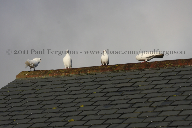 2011_12_24_10_18_47_IMG_8638.jpg -  Paul Ferguson 2011