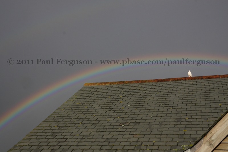2011_12_24_10_23_02_IMG_8652.jpg -  Paul Ferguson 2011