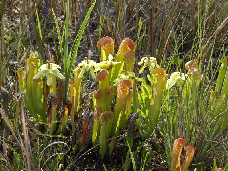 Sarracenia minor