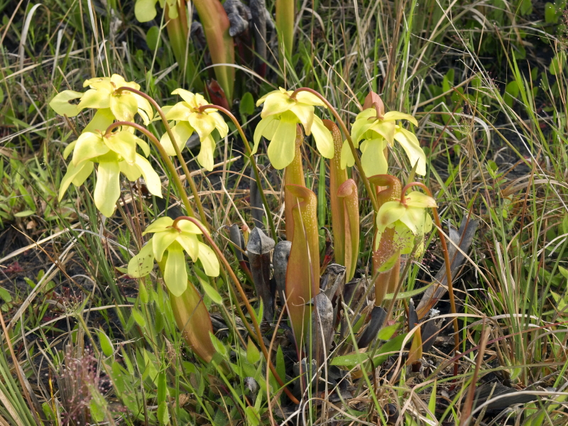 Sarracenia minor