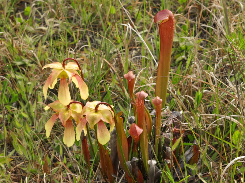 Sarracenia Xrehderi