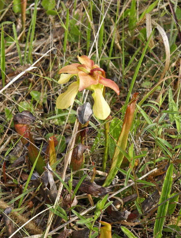 Sarracenia Xrehderi