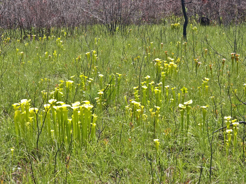 Sarracenia flava - mixed varieties