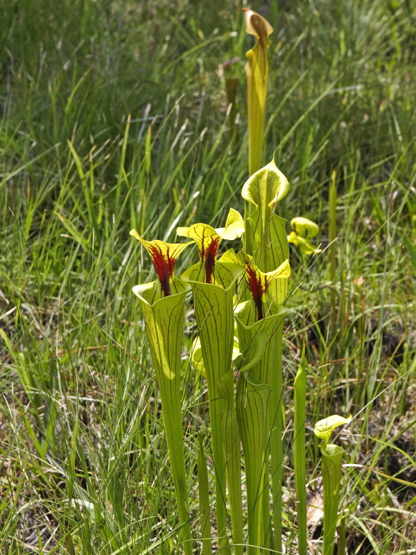 Sarracenia flava var. flava