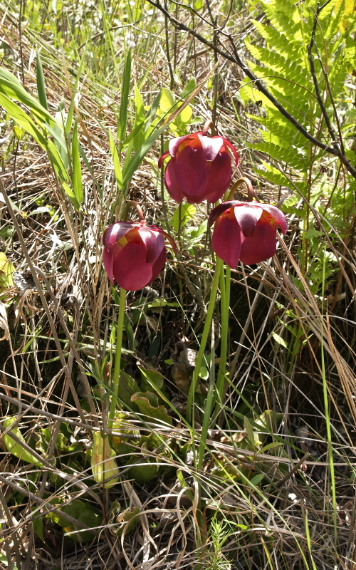 Sarracenia purpurea subsp. venosa