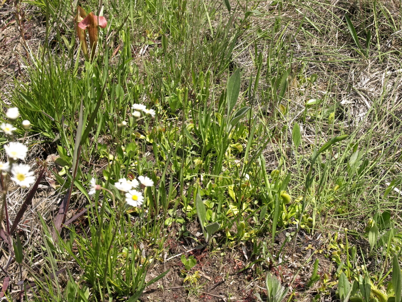 Dionaea muscipula  - note S. Xcatesbaei in upper left