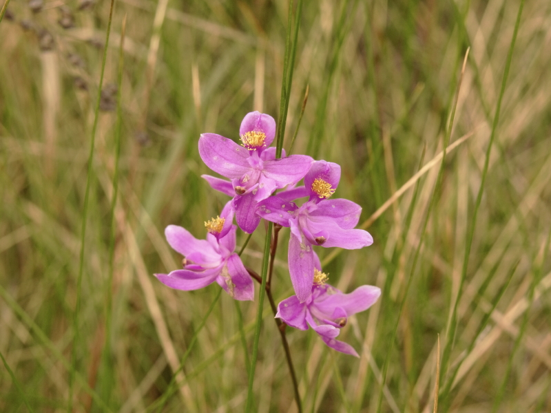 Calopogon barbatus