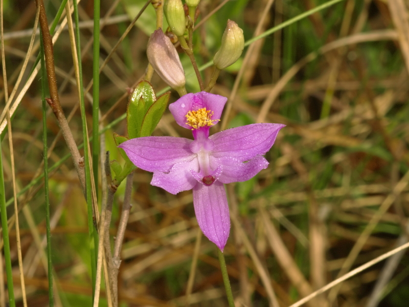 Calopogon barbatus