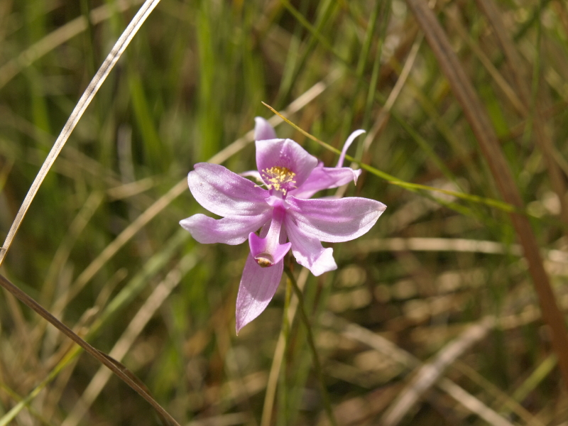 Calopogon barbatus