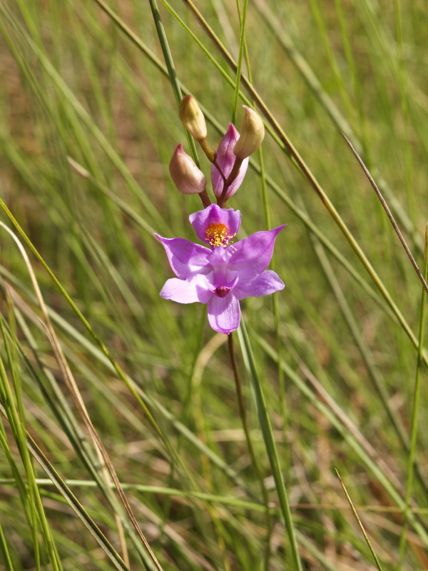 Calopogon barbatus