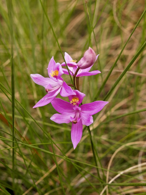 Calopogon barbatus
