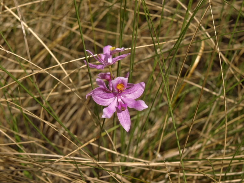 Calopogon barbatus