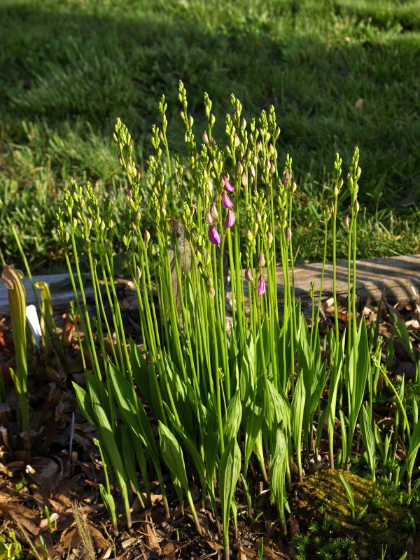 Calopogon tuberosus clump just about to bloom - started with 5 corms 4 years ago