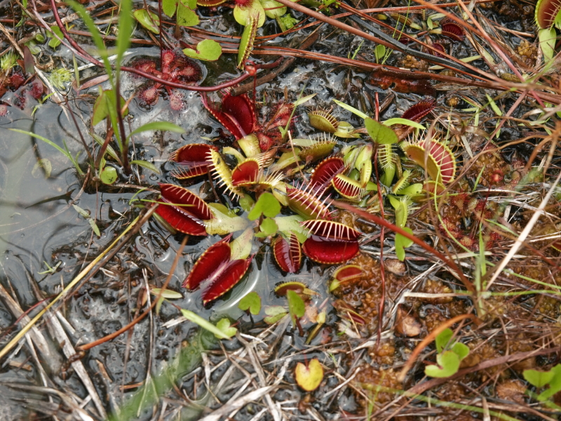 Dionaea muscipula