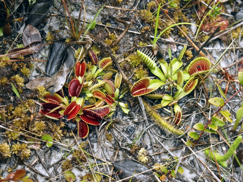 Dionea muscipula