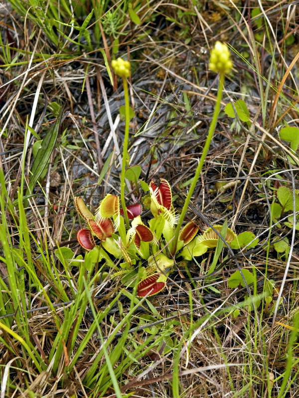Dionea muscipula