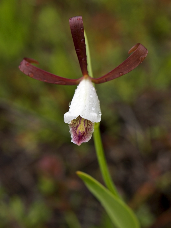 Cleises bifaria