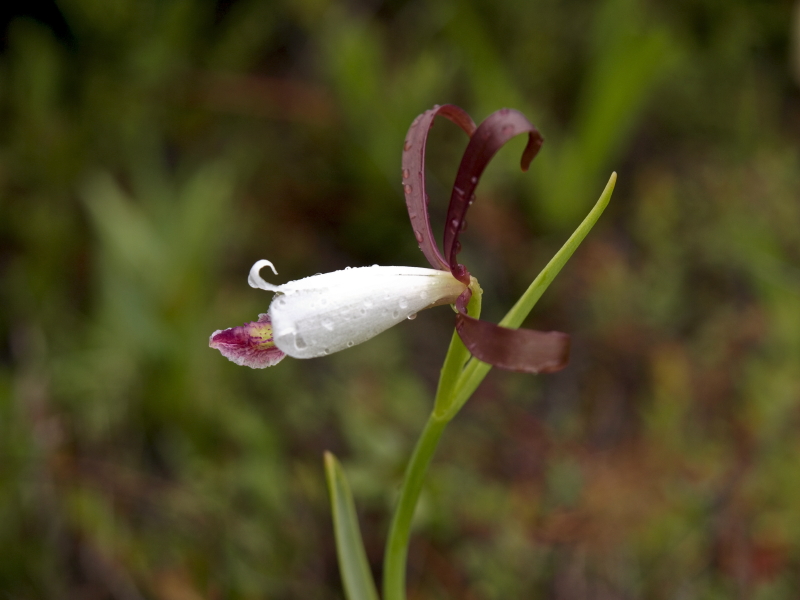 Cleistes bifaria