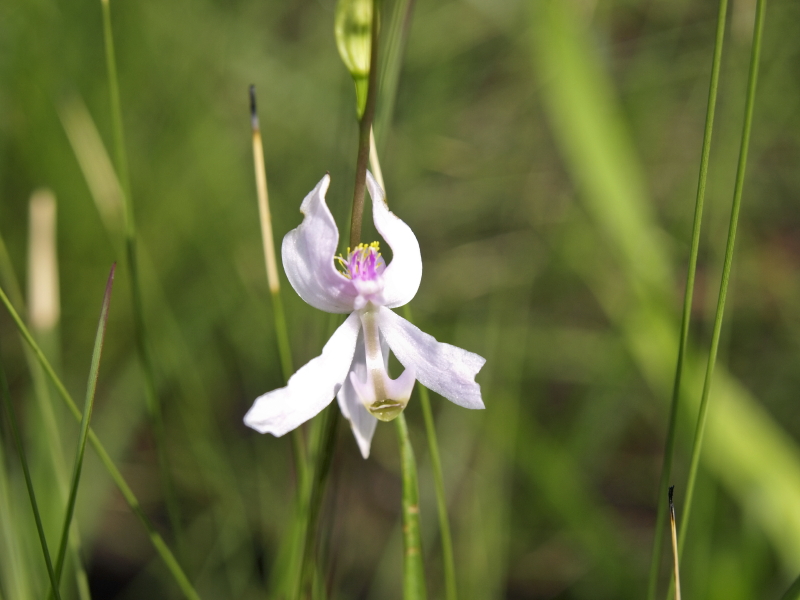 Calopogon pallidus