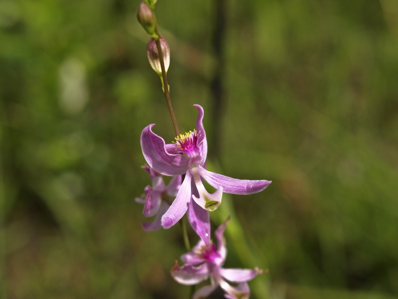 Calopogon pallidus