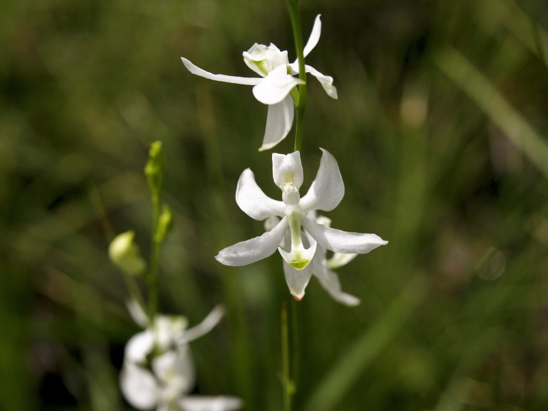 Calopogon pallidus forma albiflorus - no sign of pink