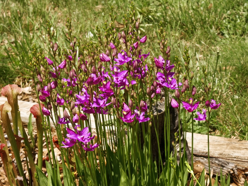 Calopogon tuberosus a bit farther along