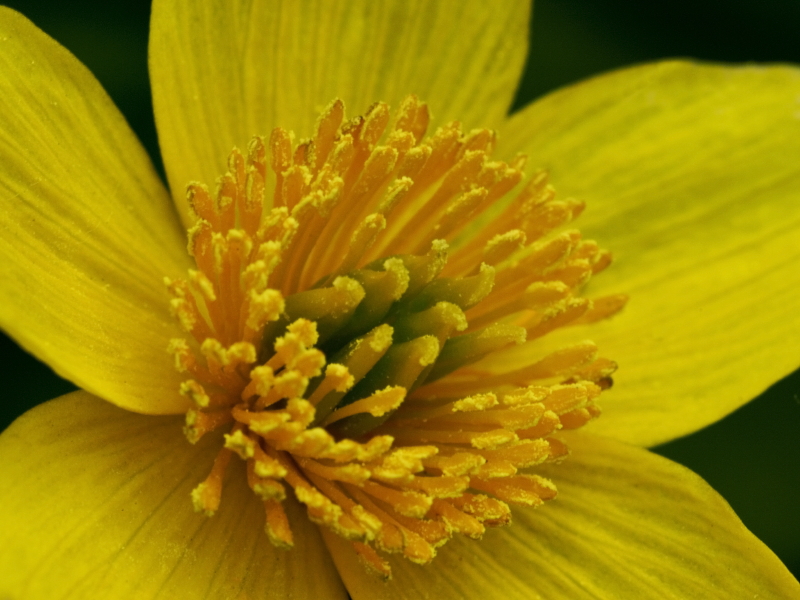 Day 1: Caltha palustris (marsh marigold)