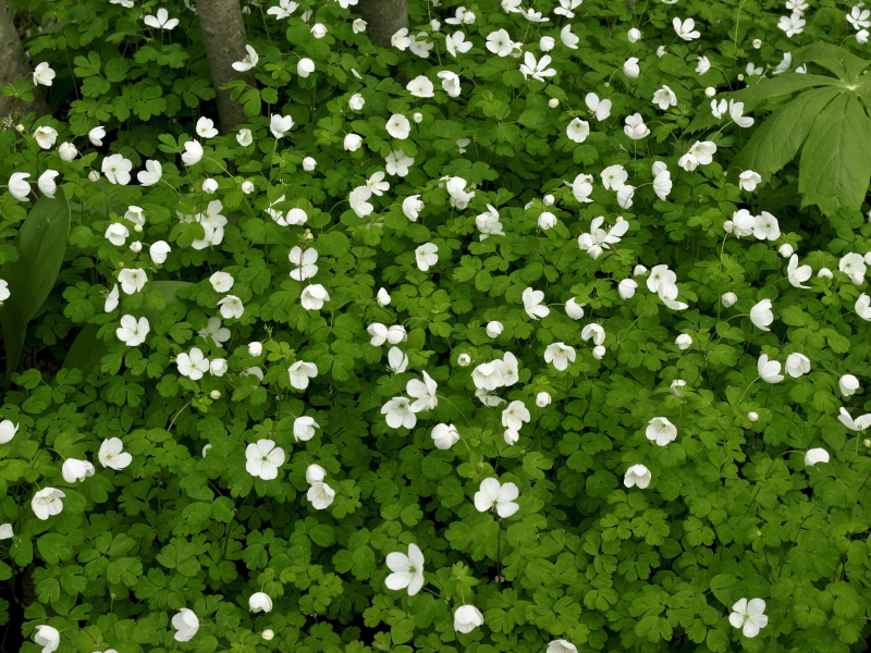 Day 1: Thalictrum species (?)  grew in large colonies