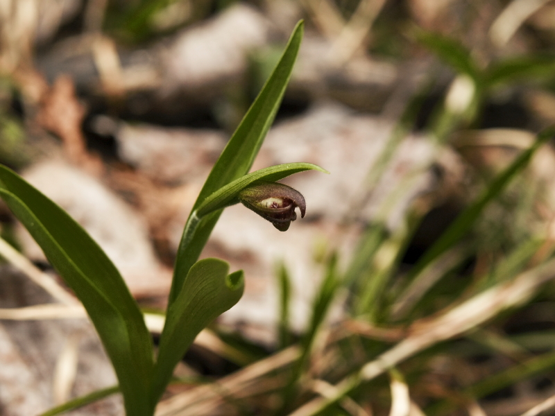Day 5: Cypripedium arietenum - the best we could do, just in bud