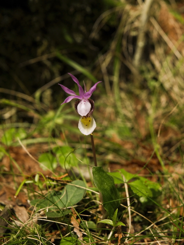 Day 5: Calypso bulbosa var. americana