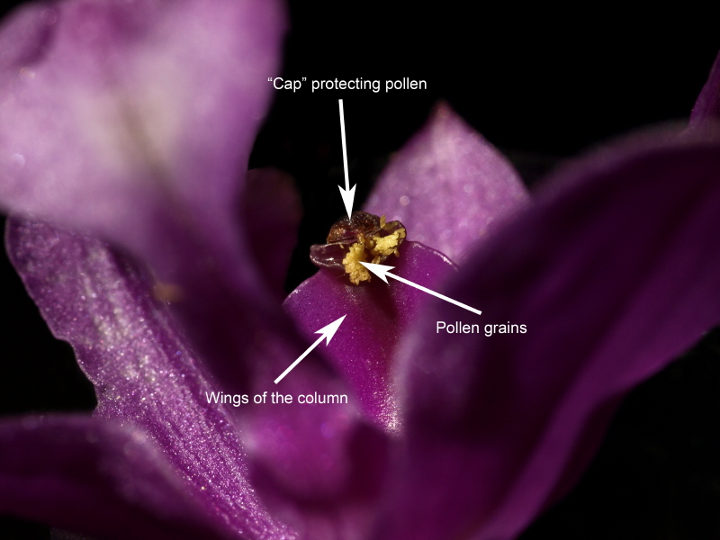 Looking down on the column. The protective cap has been lifted allowing the pollen to escape