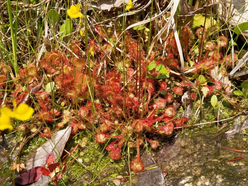 Closeup of D. rotundifolia with U. cornuta