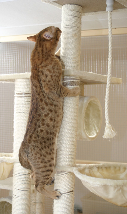 Climbing and showing his nice spotts