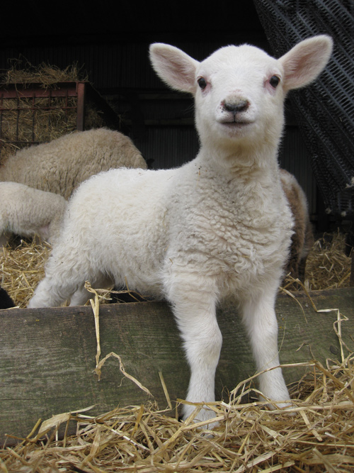 Lambing 2010