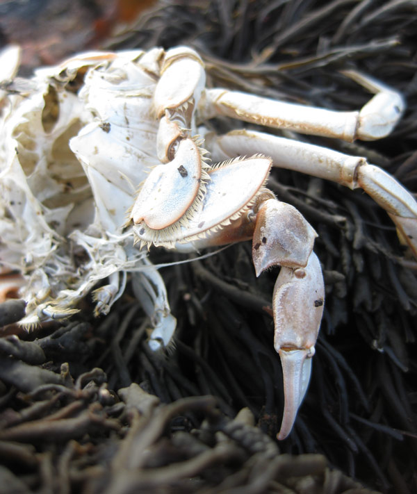 Black Isle coastal walk