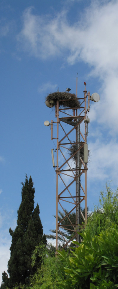 Storks nests
