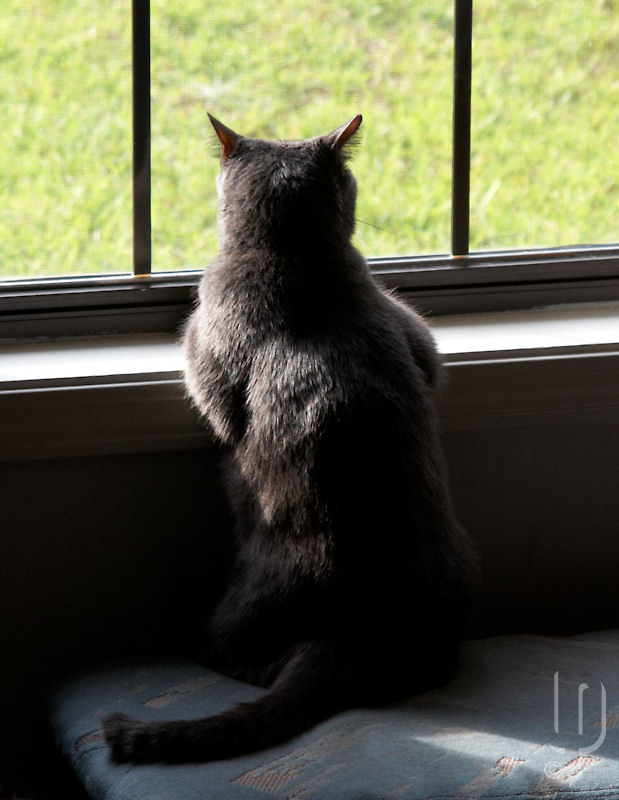 Hey, look.... it stopped raining!! Can I go out? Can I? Can I?