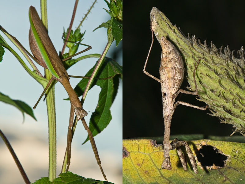 Chinese mantid ⋅ Tenodera aridifolia sinensis<br/>Carolina mantid ⋅ Stagmomantis carolina