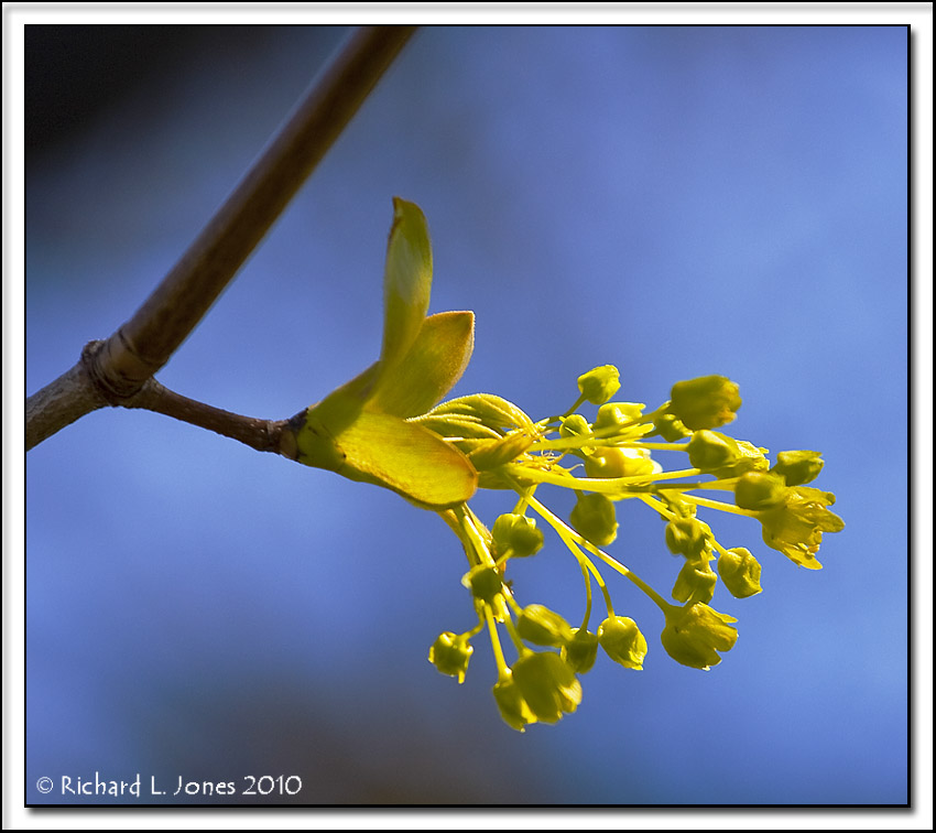 Maple Bud