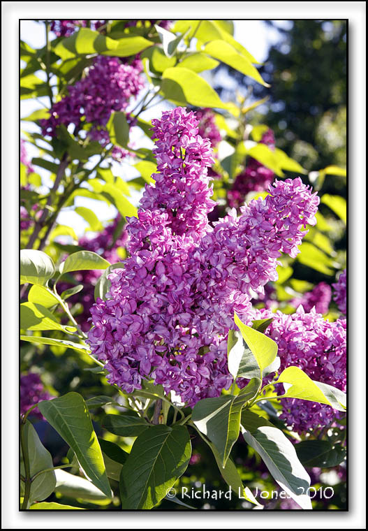 Pink Lilacs.jpg