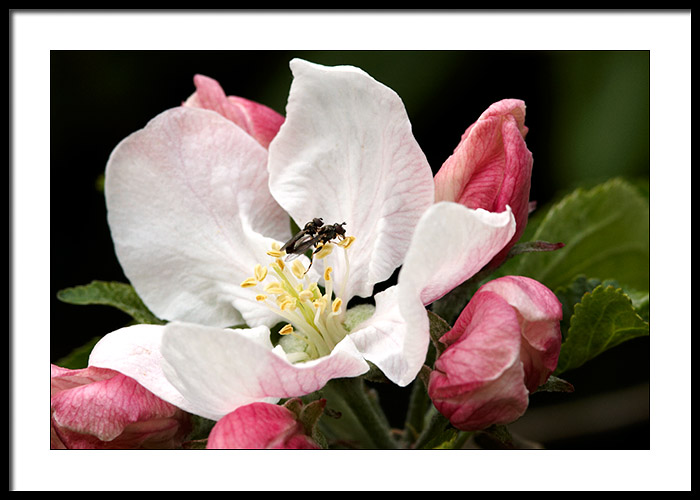 Apple blossom lunch break?