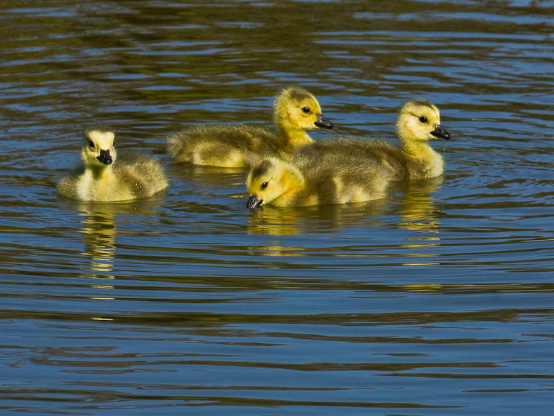 Canadian Goslings