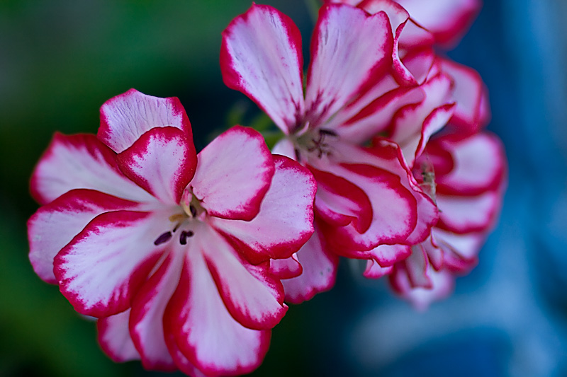 Geranium Closeup