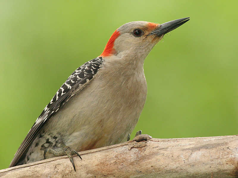 Red-bellied Woodpecker