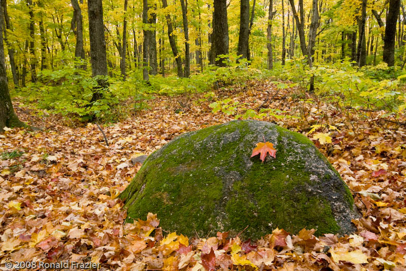 Mossy Rock and Leaf