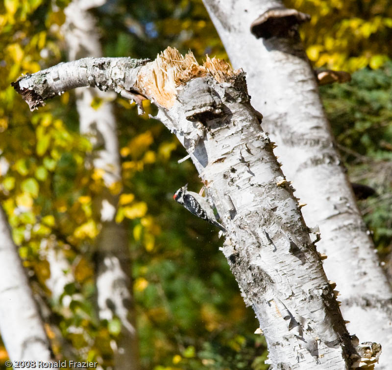 Woodpecker at Council Lake