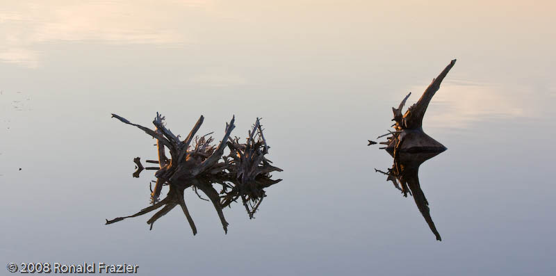 Mirrored Beetles